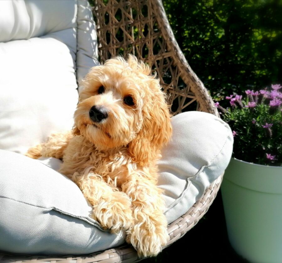 Australian Labradoodle Welpe